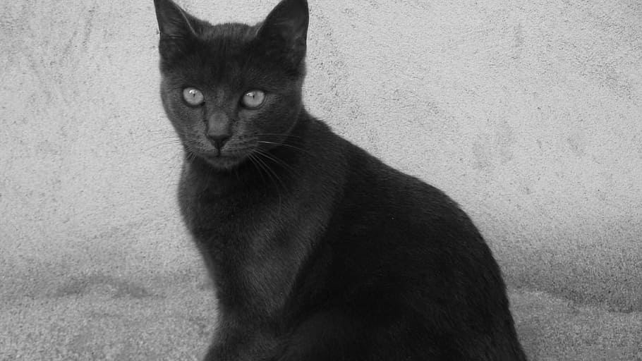 cat, black, nature, animals, mammal, domestic animals, feline HD wallpaper