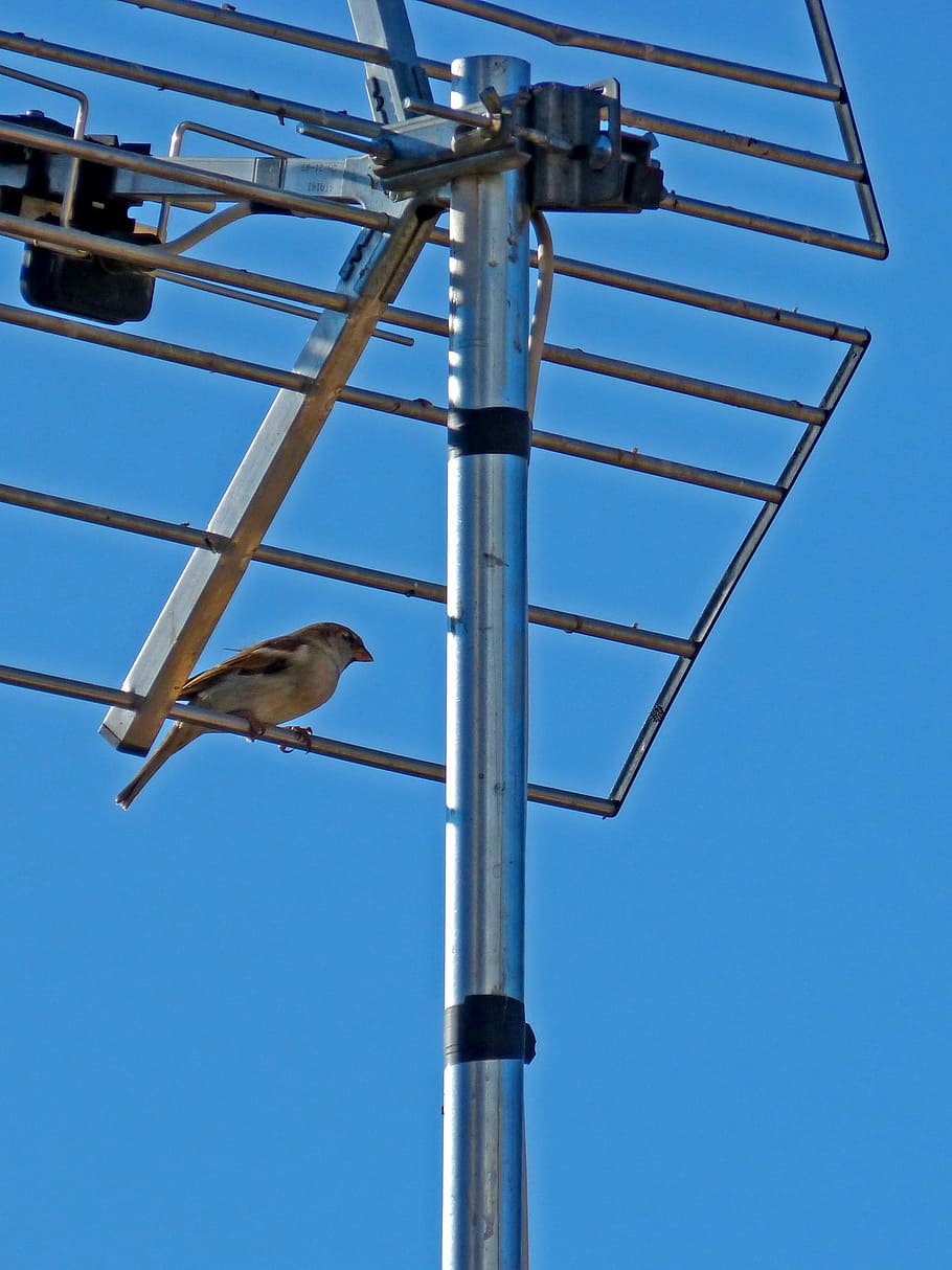 Sparrow, Antenna, Bird, sky, blue, clear sky, one animal, animal themes HD wallpaper