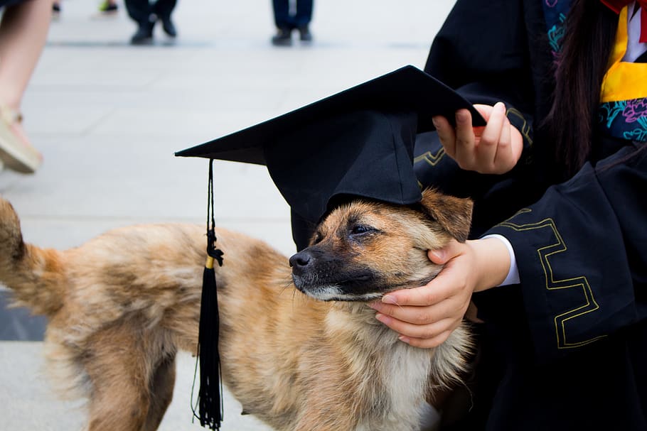 dog-graduation-photo-bachelor-gown-pets-hat-funn.jpg