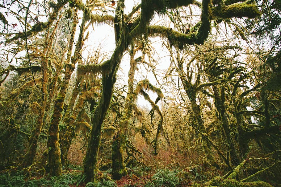 green trees under white clouds during daytime, untitled, moss HD wallpaper