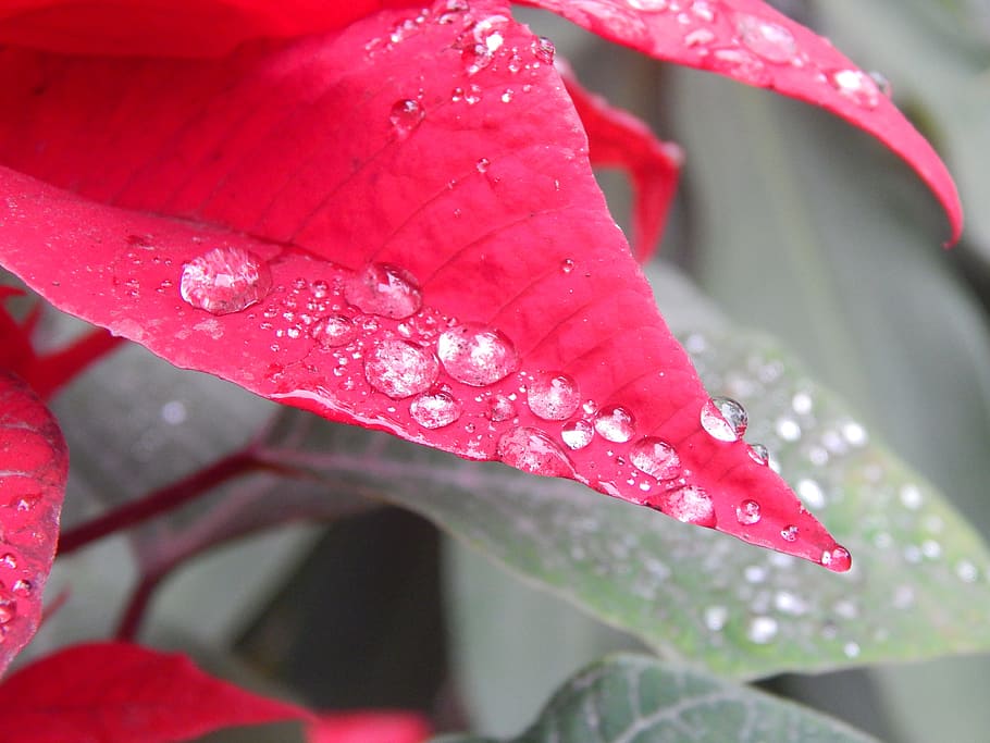 leaves, red, rain, drops, plant, close-up, wet, growth, plant part HD wallpaper