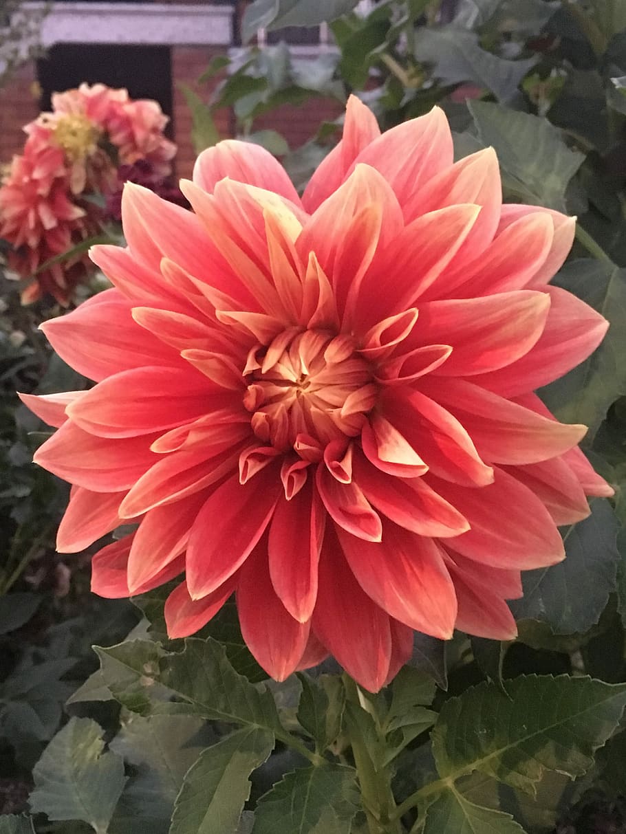 Flowers, Beautiful, Spring, petal, flower head, beauty in nature HD wallpaper