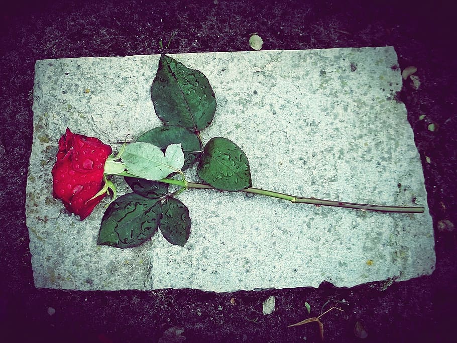 red rose on white surface, flower, thorn, stone, mourning, cemetery HD wallpaper