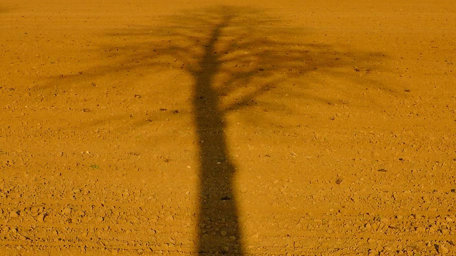 Tree, Shadow, Shade, slihouette, tree shade, arable, field HD wallpaper