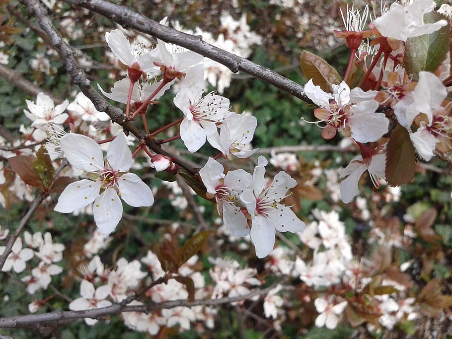 Plumb, Spring, Bloom, flower, fragility, tree, white color HD wallpaper