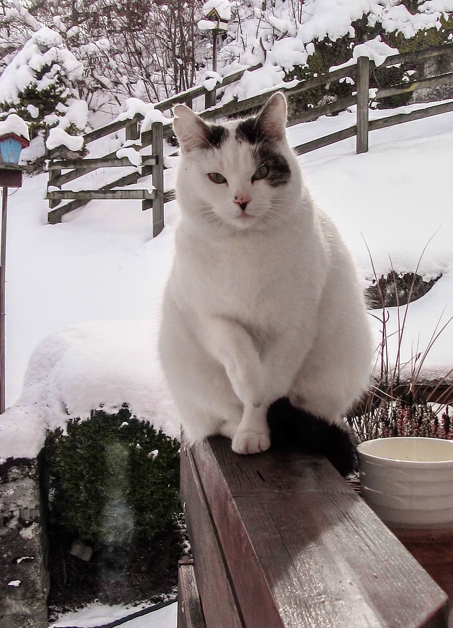 Cat, White, Snow, Pet, Winter, domestic cat, pets, one animal HD wallpaper