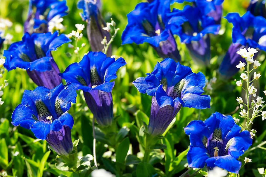closeup photo of a blue bell flowers, gentian, blossom, bloom HD wallpaper