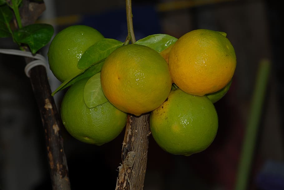 flora, wild, oranges, fruit, food, healthy eating, food and drink HD wallpaper