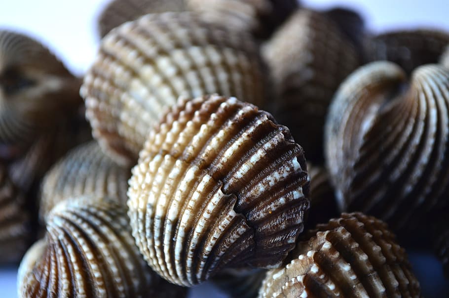 Shells, Scallops, Mollusk, Marine, seafood, pile, ocean, animal Shell HD wallpaper