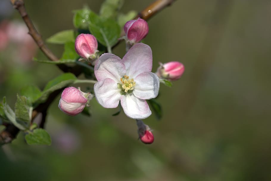 macro photography of white flower, March, Spring, Petals, bud HD wallpaper