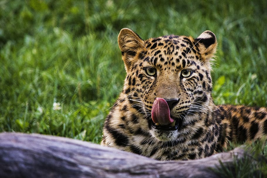 shallow focus photography of leopard, leopard reclining on green grass HD wallpaper