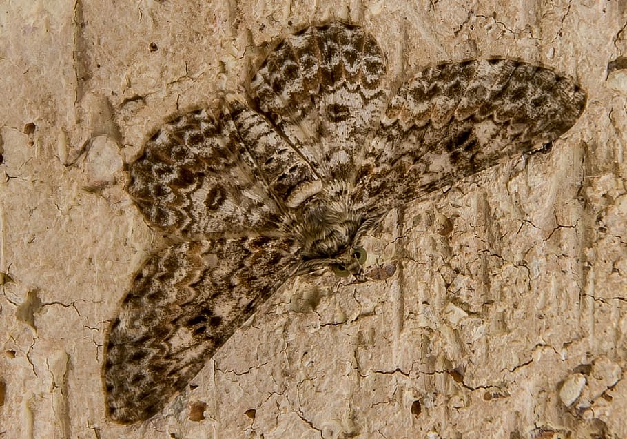 moth, insect, large, cream, brown, pattern, wild, wing, camouflage HD wallpaper