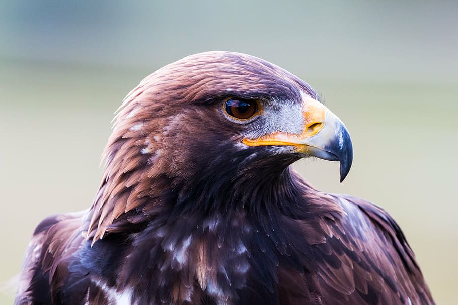 close up photography of brown eagle, golden eagle, adler, bird HD wallpaper