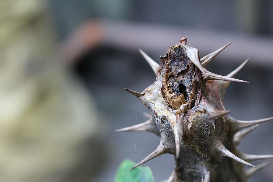 cactus, warm, photo, animal, animal themes, animal body part HD wallpaper