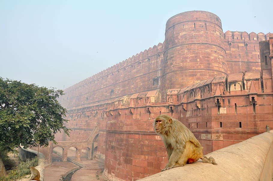 HD wallpaper: monkey, magot, animals, the red fort, building ...