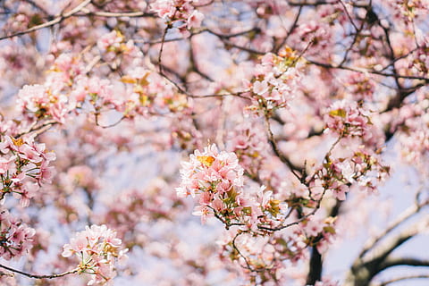 pink cherry blossom tree, flower, bloom, blossoms, petal, branch HD wallpaper