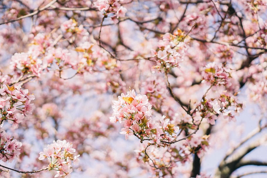 pink cherry blossom tree, flower, bloom, blossoms, petal, branch HD wallpaper