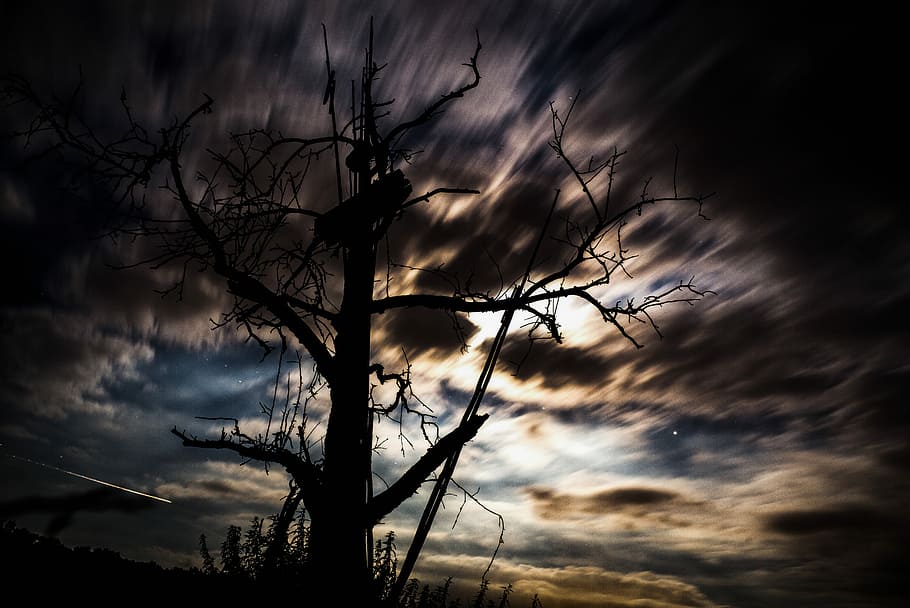 time lapse photo of bare trees under skies and cloud, silhouette tree under cloudy skies HD wallpaper