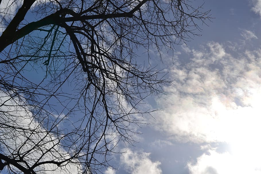 sun, spring, sky, tree, nature, branch, outdoors, low angle view HD wallpaper