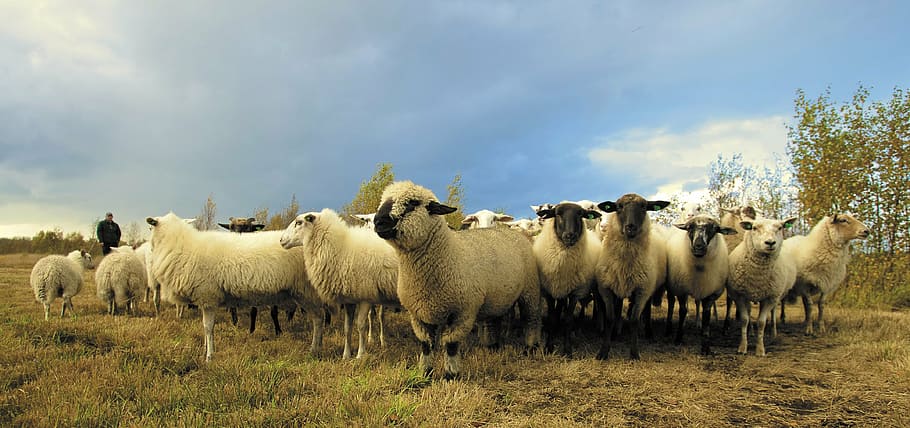 herd of white sheep under b lue sky, animals, clouds, grass, animal themes, HD wallpaper