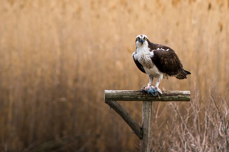 selective focus photography of black and white falcon on wooden post, brown and white falcon on wooden stand, HD wallpaper