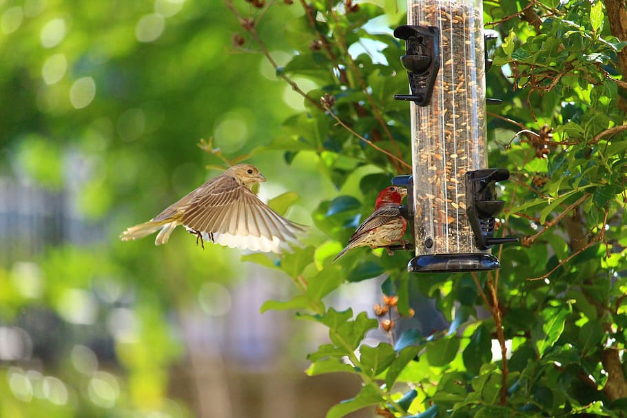 birds, feeding, feeder, nature, animal, food, wild, wildlife HD wallpaper
