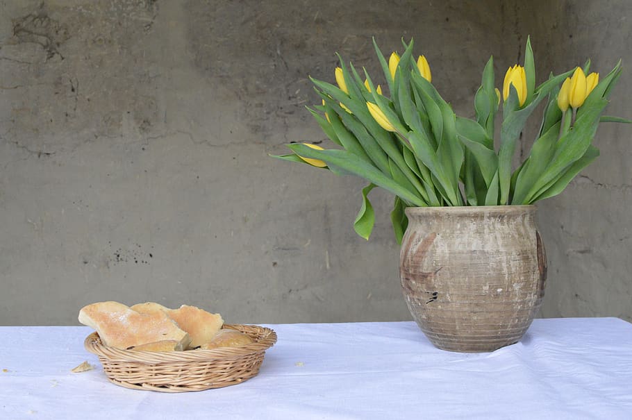 nature, rest, sheet, plant, easter, simplicity, tulips, season HD wallpaper