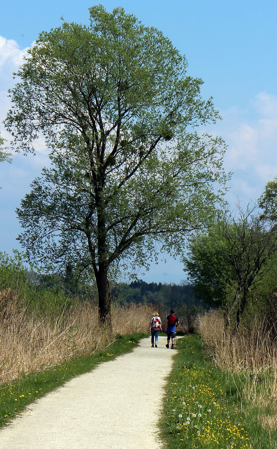 trail, wanderer, hike, away, personal, tree, spring, people HD wallpaper