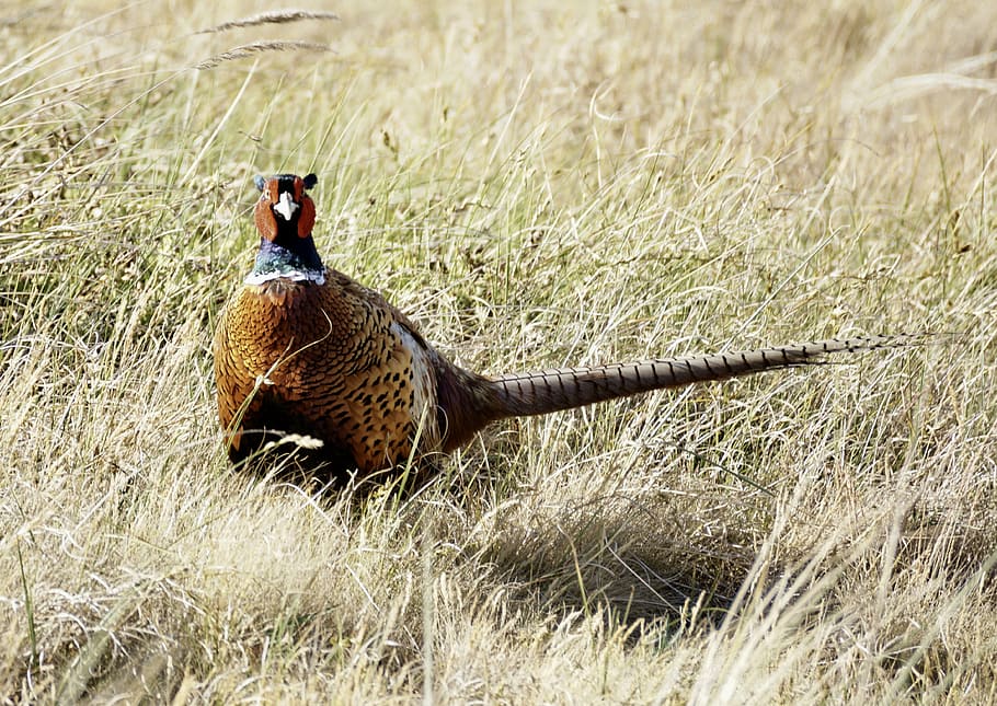 pheasant, bird, males, feather, plumage, hahn, colorful, grass HD wallpaper