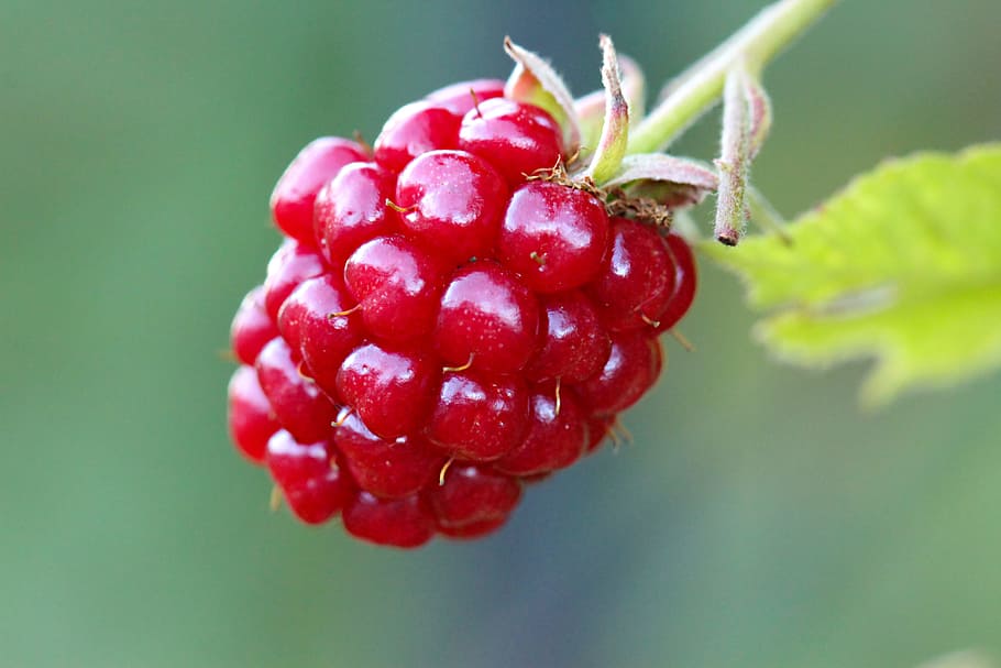 selective focus photography of red raspberry, blackberry, bramble HD wallpaper