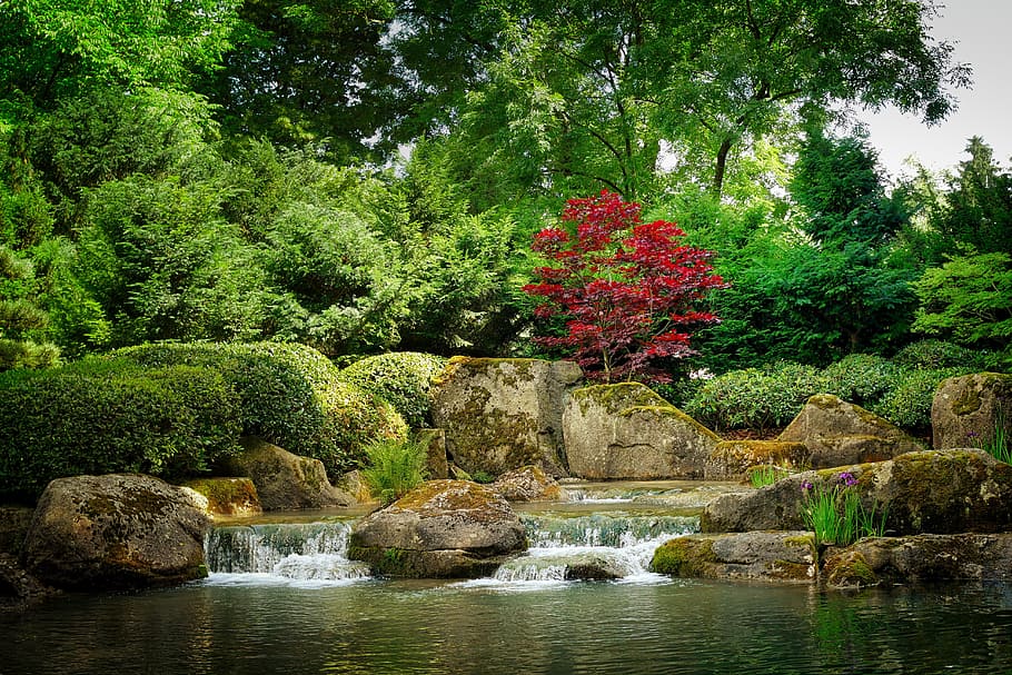 river surrounded with green leaf trees, nature, waters, bach HD wallpaper