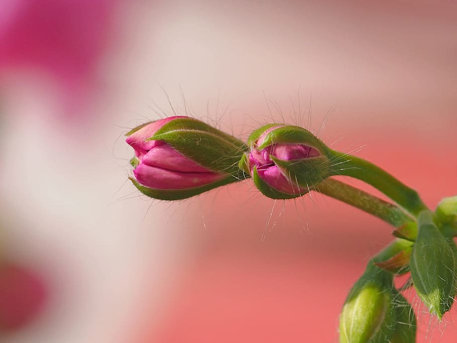 closeup photography of red petaled flowers, plant, nature, live HD wallpaper