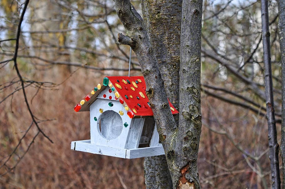 gray and red wooden birdhouse on tree in selective focus photography HD wallpaper