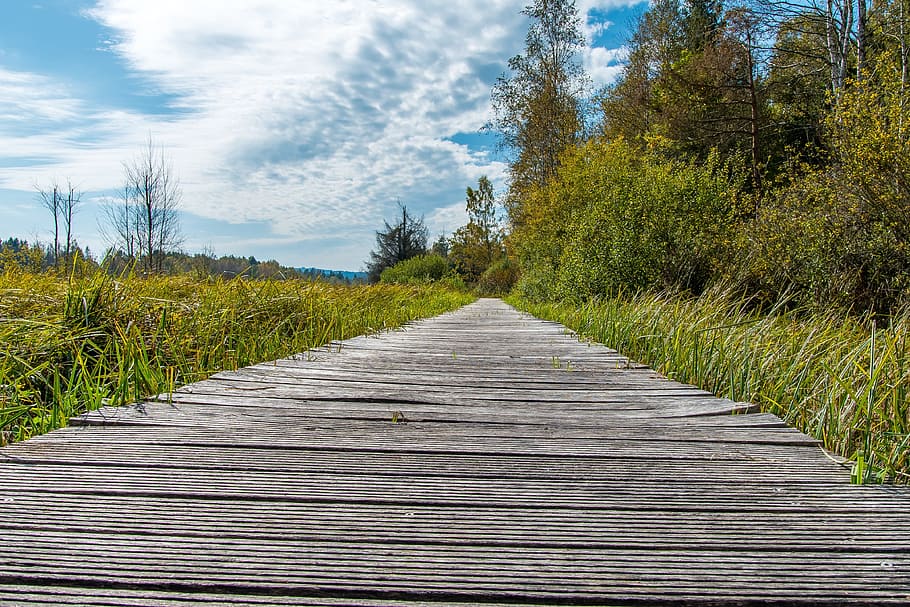 moor, web, forest, nature, horizon, moss, away, nature reserve HD wallpaper