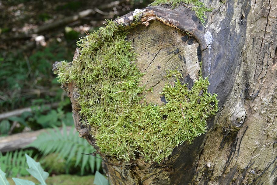 moss, forest, tree, branch, green, fairy tale forest, plant HD wallpaper