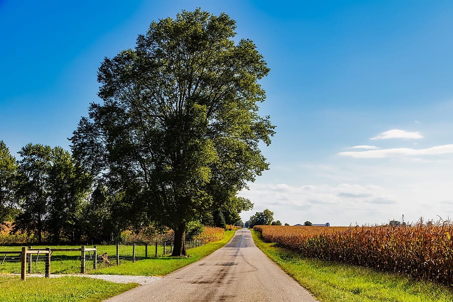 Trees Against Sky, blue sky, clouds, corn, cornfield, countryside HD wallpaper