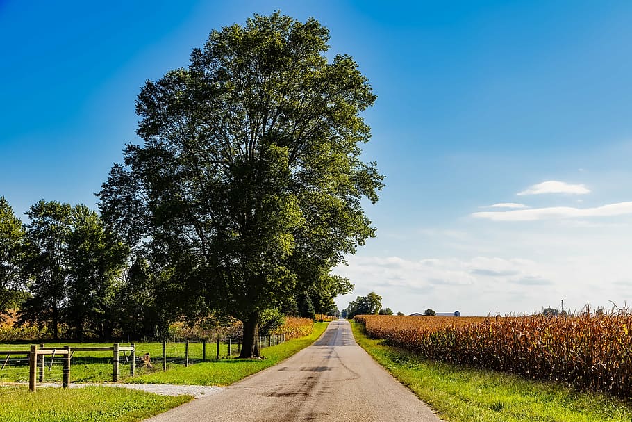 green leafed tree during daytime, indiana, landscape, cornfield HD wallpaper