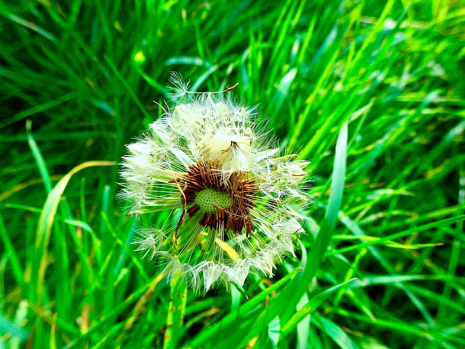 dandelion, grass, summer, plant, flower, flowering plant, green color HD wallpaper
