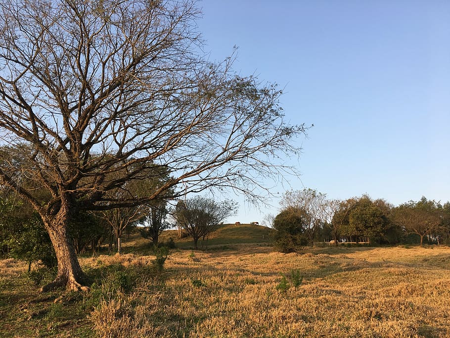 tree, sol, dry, sunset, against light, twigs, plant, sky, landscape HD wallpaper