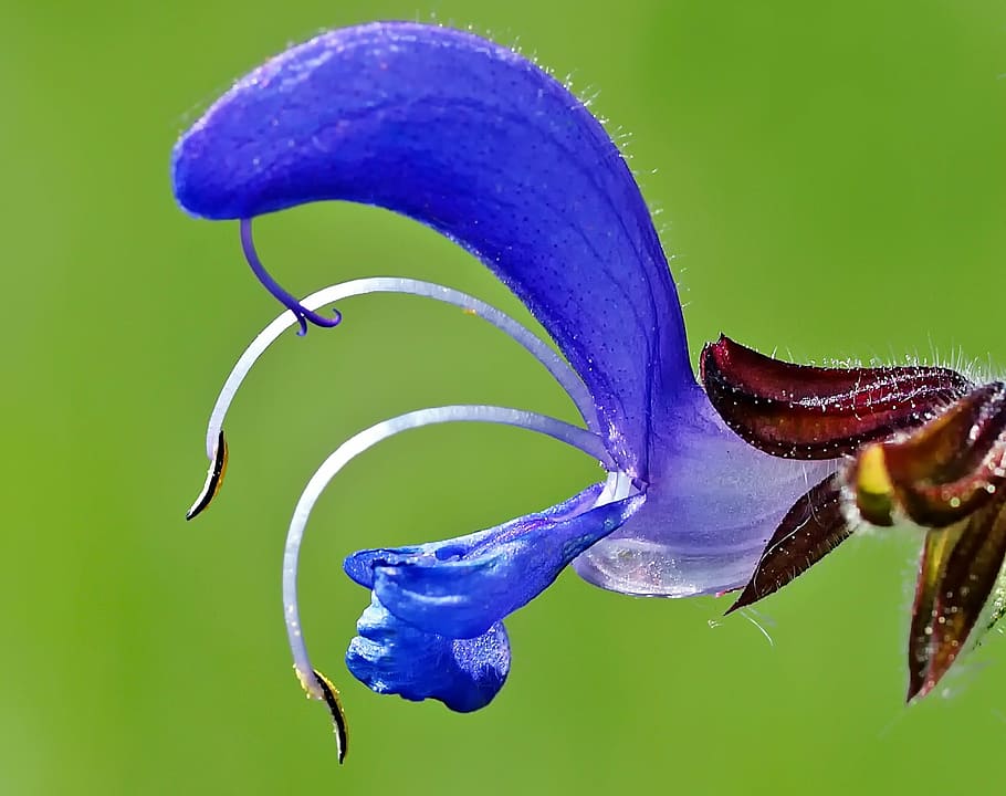 plant, nature, live, flower, close-up, flowering plant, blue HD wallpaper