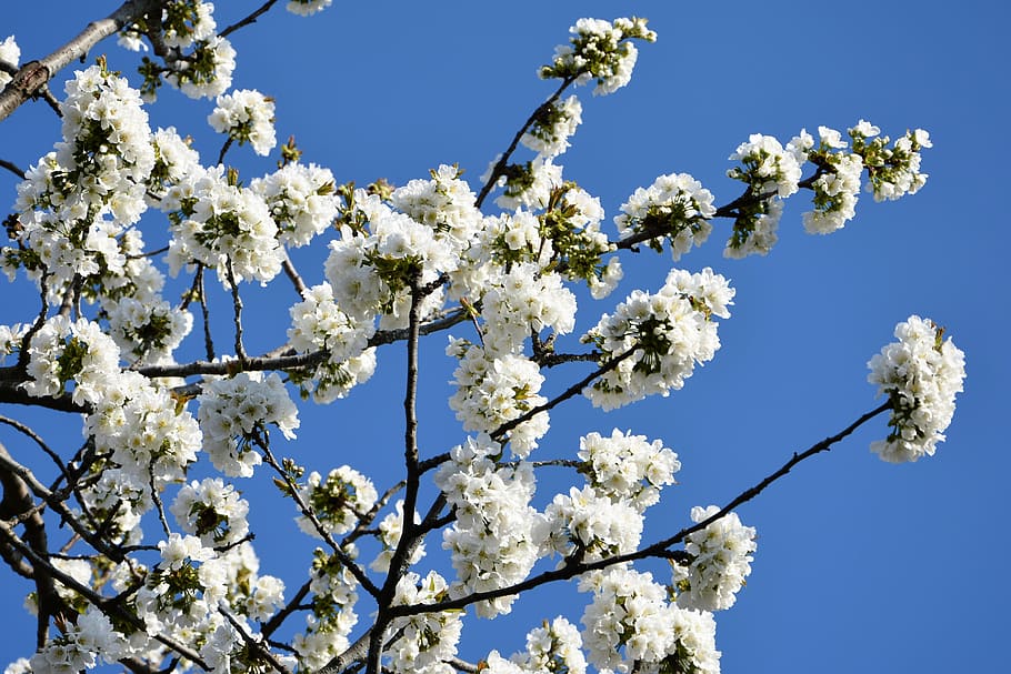 Cherry, Flower, Sprig, Spring, Nature, spring flowers, garden HD wallpaper