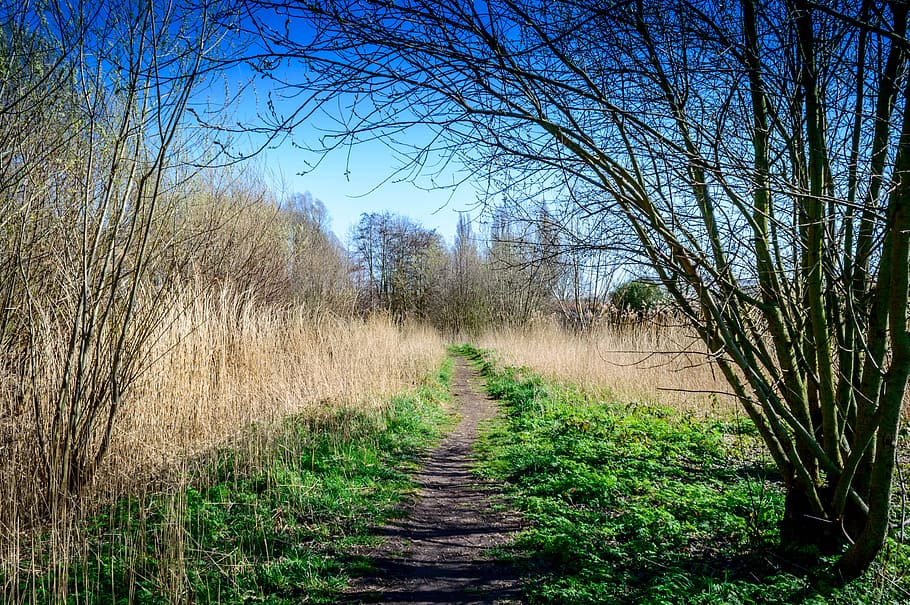 Park, Forest, Path, Trees, Nature, Parks, field, grass, landscape HD wallpaper