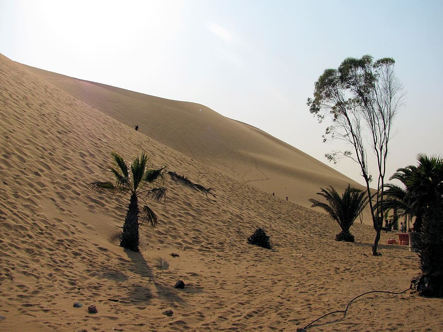 dunes, namibia, desert, sand, nature, sand Dune, beach, plant HD wallpaper
