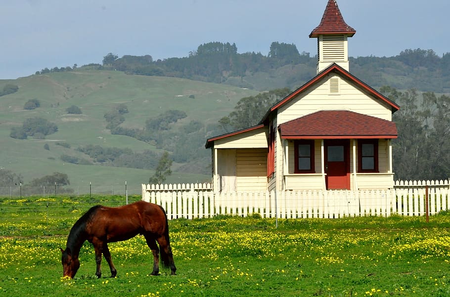 Horse, Pastoral, Old House, grazing, california hills, picket fence, HD wallpaper