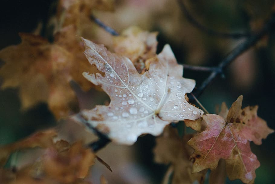 leaf, autumn, fall, nature, blur, wet, plant part, close-up HD wallpaper