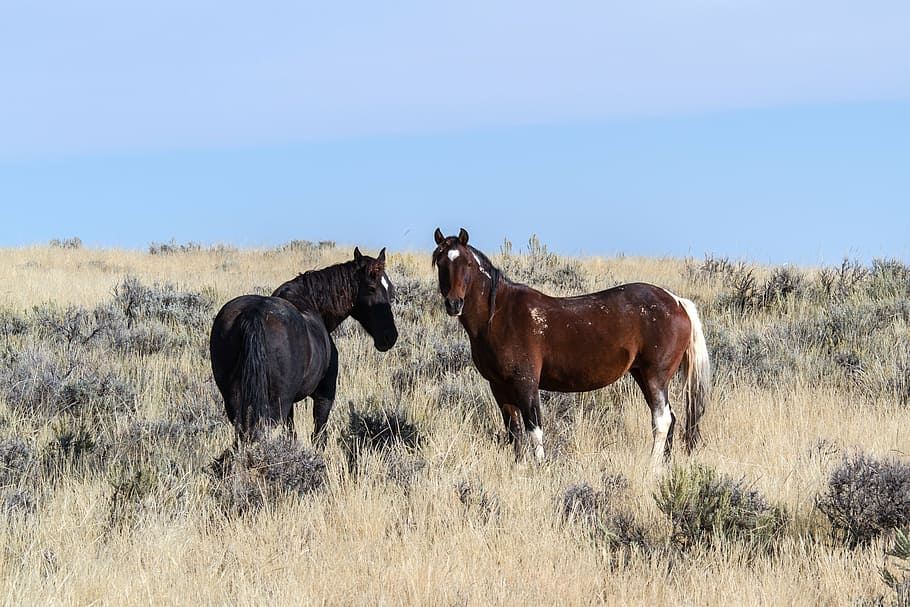 two black and brow horses, wild horses, mustangs, american wild horses, HD wallpaper