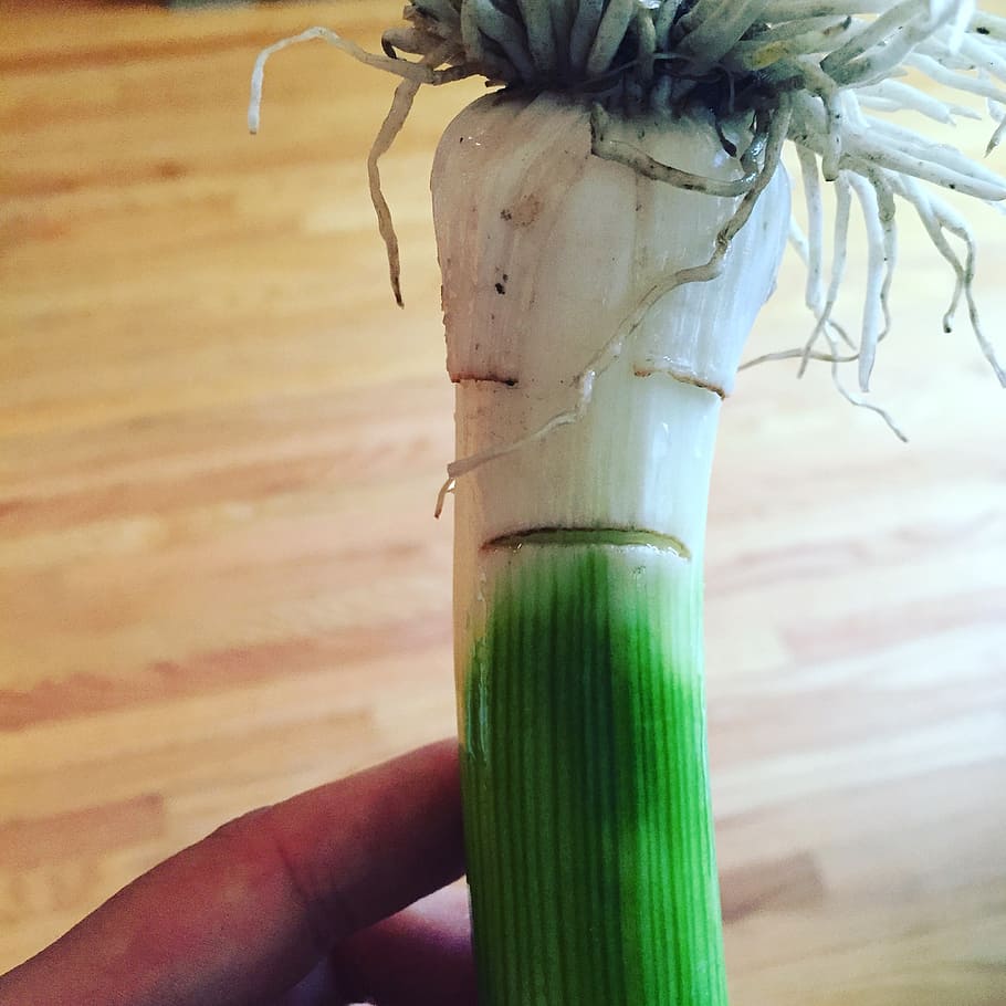 leek, vegetable, organic, face, focus on foreground, close-up HD wallpaper