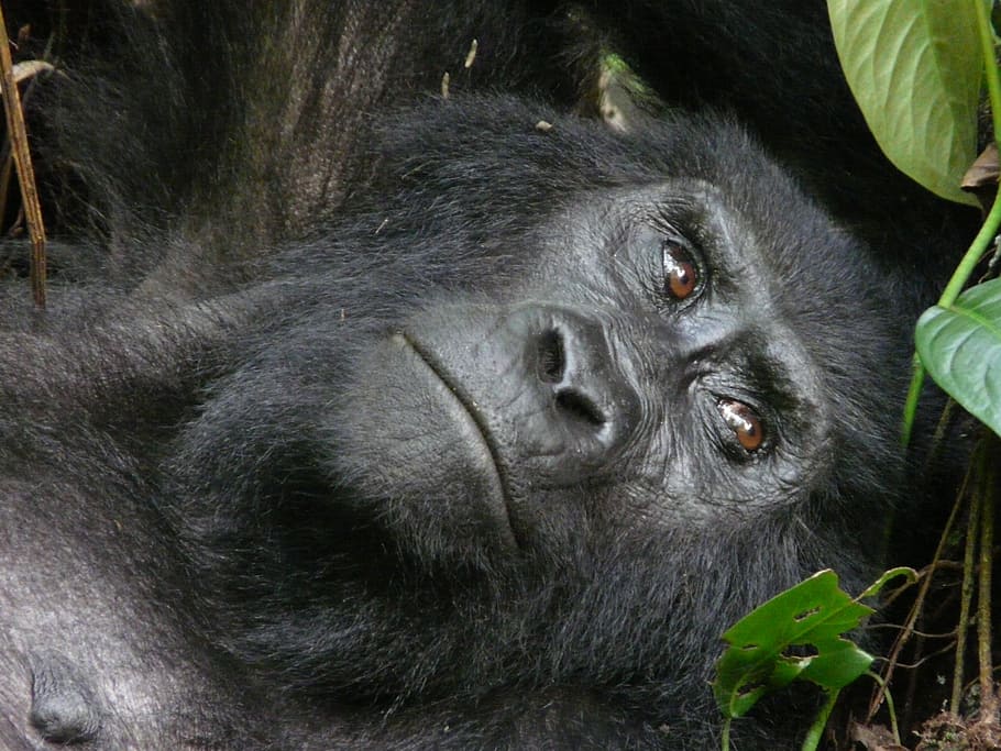 closeup photography of black gorilla, mountain, beringei, uganda HD wallpaper