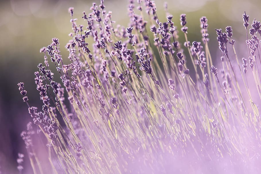 nature, field, flowers, summer, aromatherapy, aromatic, beautiful flowers HD wallpaper
