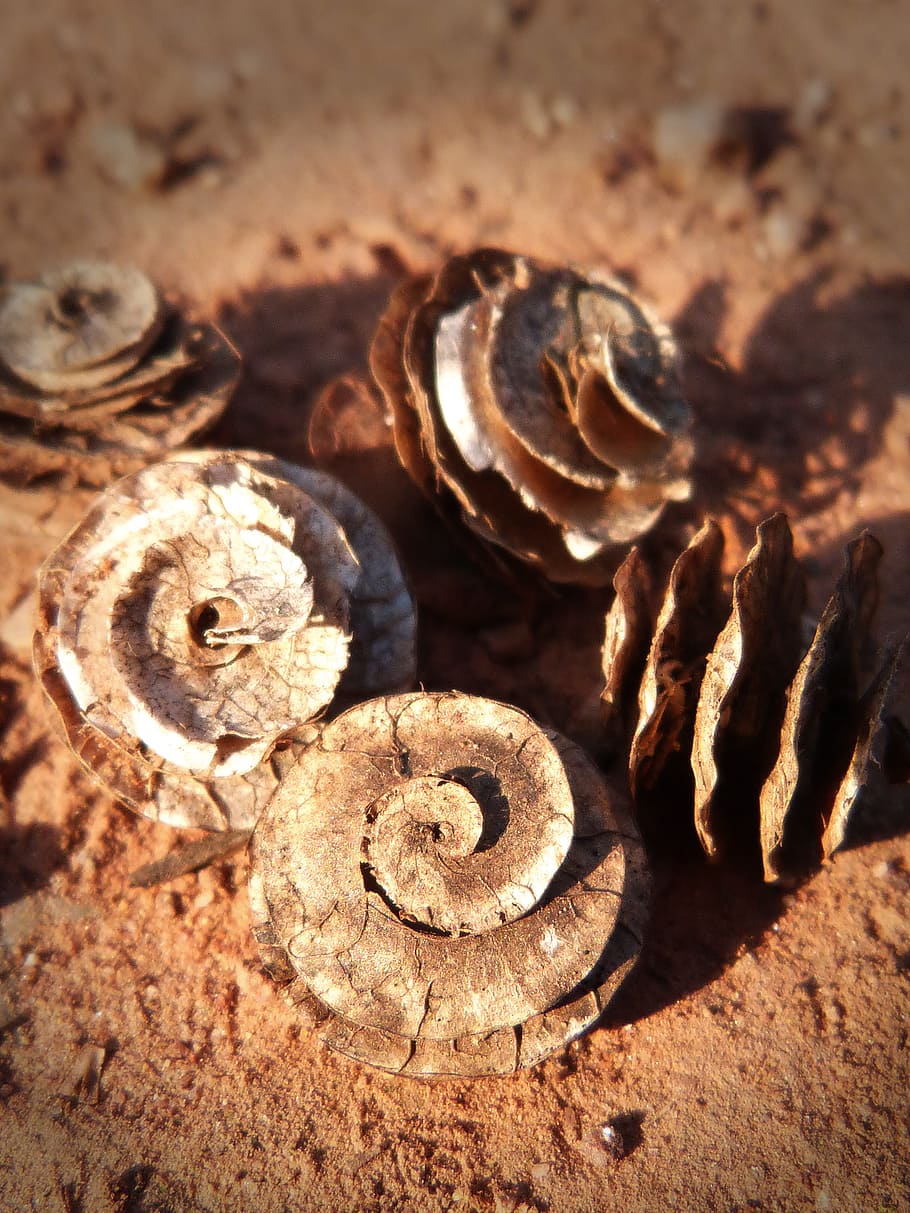seeds, spiral, forms, close-up, no people, selective focus HD wallpaper